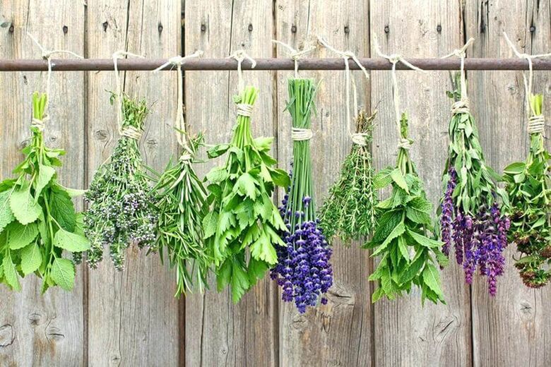 Best herbs for worms and lamblia