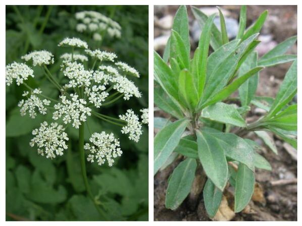 Wormwood to cleanse the body of parasites