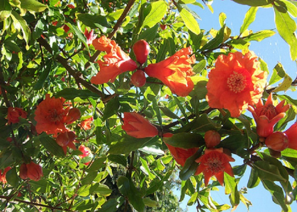 pomegranate tree and its bark to cleanse the body of parasites