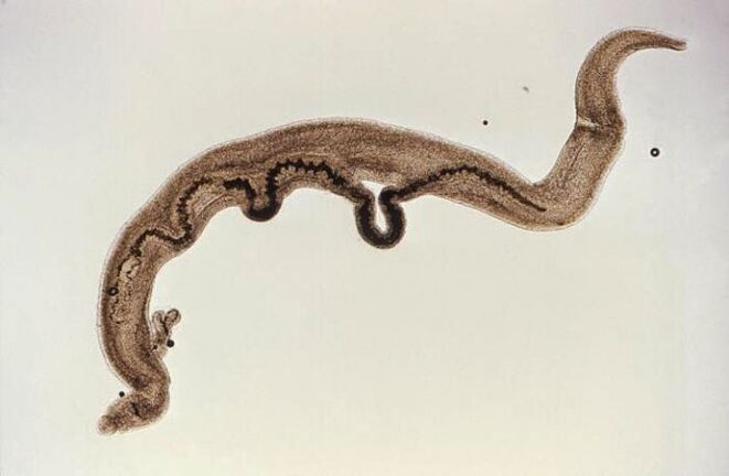 Schistosoma parasites in the body