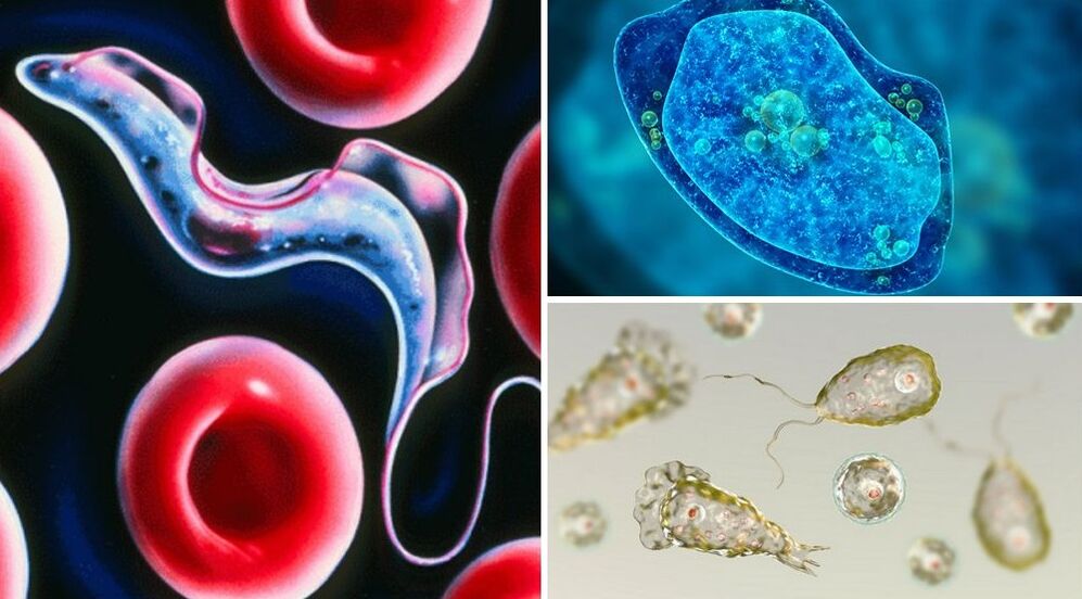 protozoan parasites in humans