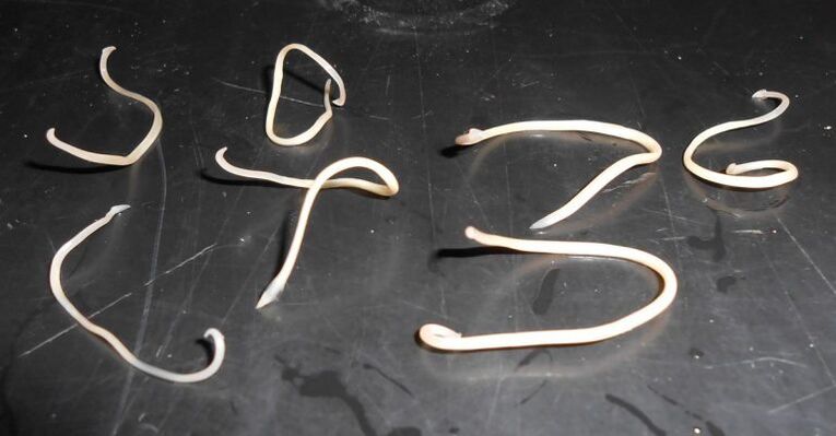 worms from the adult body