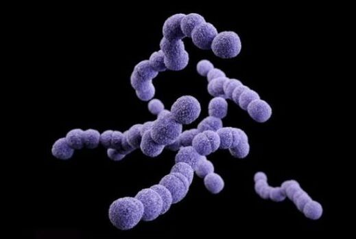 streptococcus
